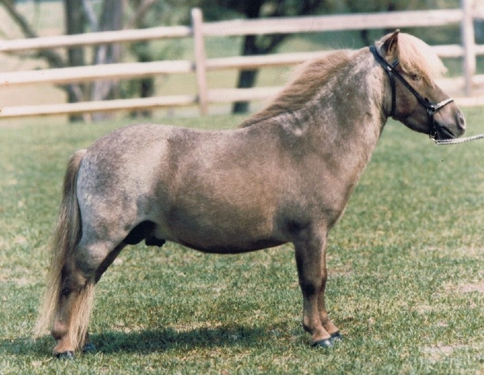 Little King Farm - LKF Reference Sires